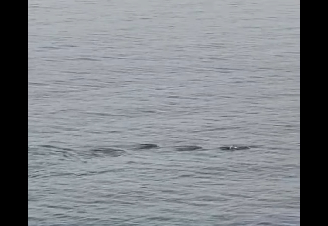 Gruppo di delfini avvistato in penisola sorrentina 